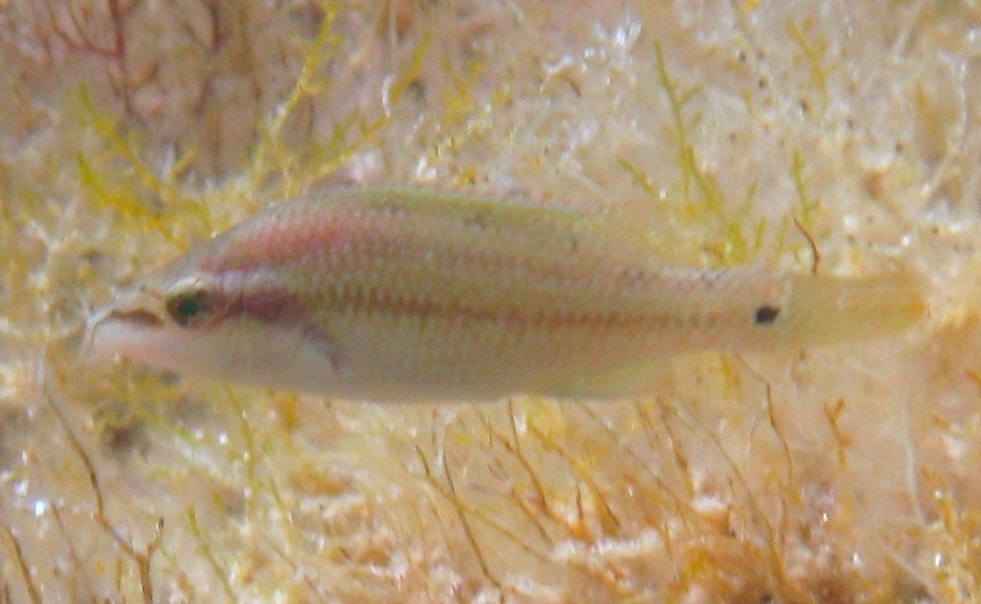 Symphodus tinca